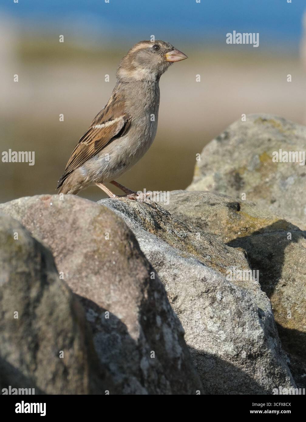 Der Hausspatz ist ein Vogel der Spatzenfamilie Passeridae, die in den meisten Teilen der Welt zu finden ist. Es handelt sich um einen kleinen Vogel mit einer typischen Länge von 16 cm Stockfoto