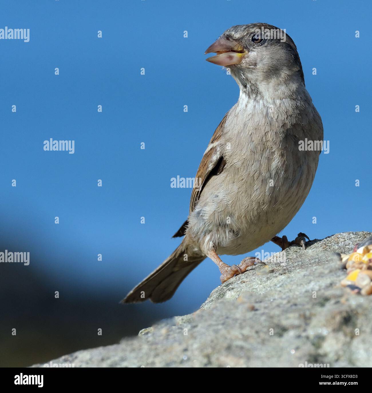 Der Hausspatz ist ein Vogel der Spatzenfamilie Passeridae, die in den meisten Teilen der Welt zu finden ist. Es handelt sich um einen kleinen Vogel mit einer typischen Länge von 16 cm Stockfoto