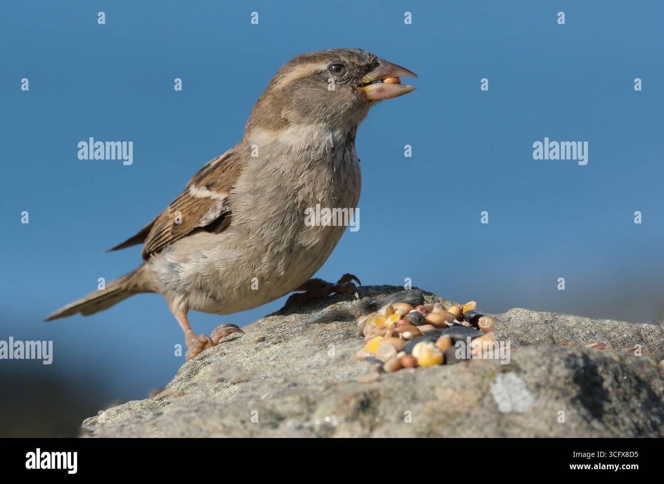 Der Hausspatz ist ein Vogel der Spatzenfamilie Passeridae, die in den meisten Teilen der Welt zu finden ist. Es handelt sich um einen kleinen Vogel mit einer typischen Länge von 16 cm Stockfoto