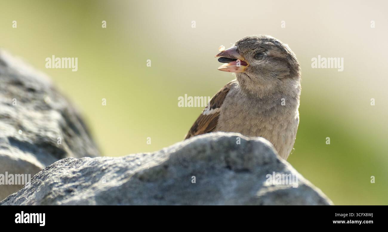 Der Hausspatz ist ein Vogel der Spatzenfamilie Passeridae, die in den meisten Teilen der Welt zu finden ist. Es handelt sich um einen kleinen Vogel mit einer typischen Länge von 16 cm Stockfoto