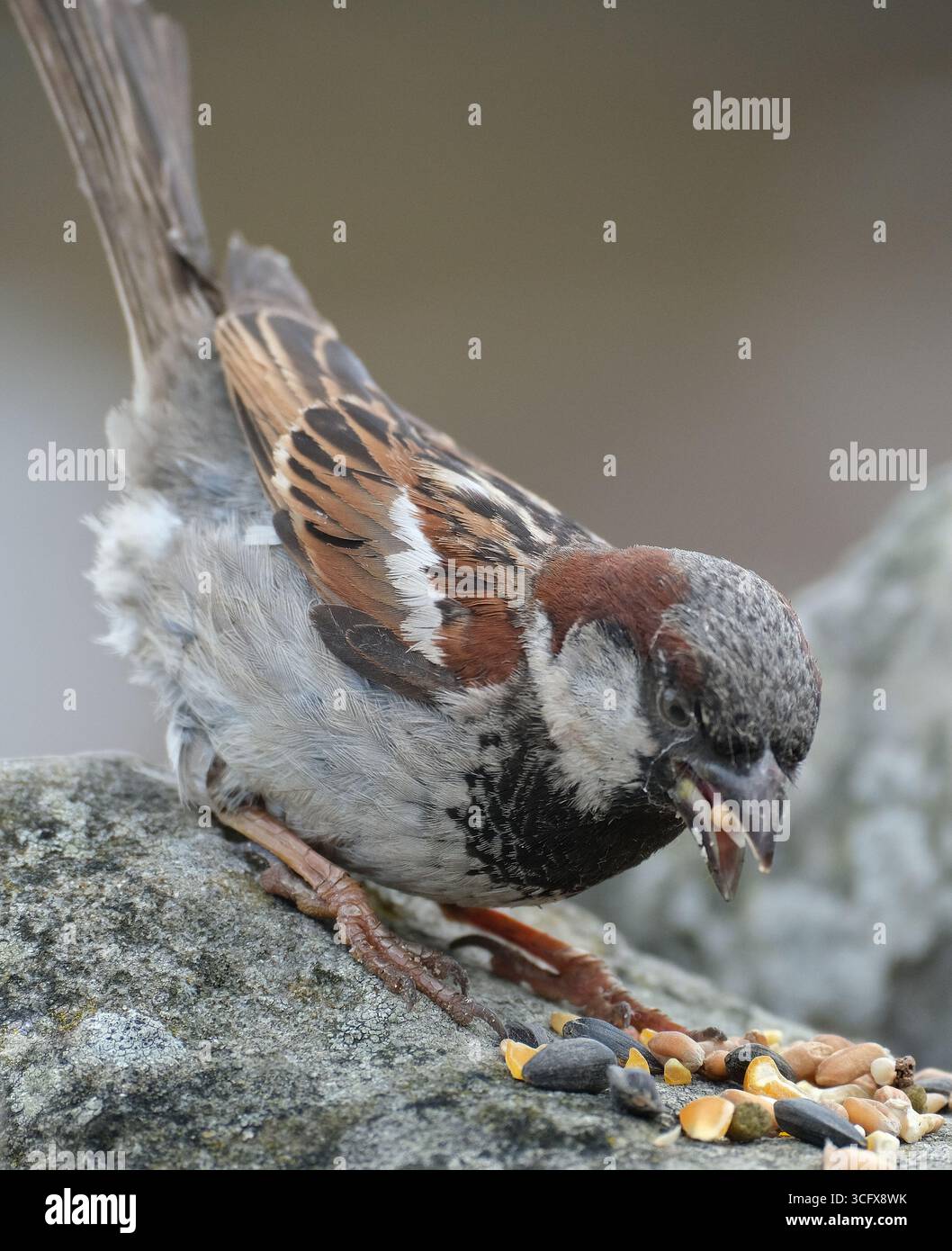 Der Hausspatz ist ein Vogel der Spatzenfamilie Passeridae, die in den meisten Teilen der Welt zu finden ist. Es handelt sich um einen kleinen Vogel mit einer typischen Länge von 16 cm Stockfoto