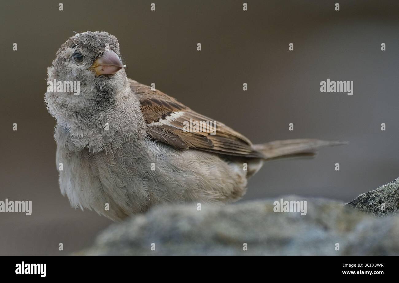 Der Hausspatz ist ein Vogel der Spatzenfamilie Passeridae, die in den meisten Teilen der Welt zu finden ist. Es handelt sich um einen kleinen Vogel mit einer typischen Länge von 16 cm Stockfoto