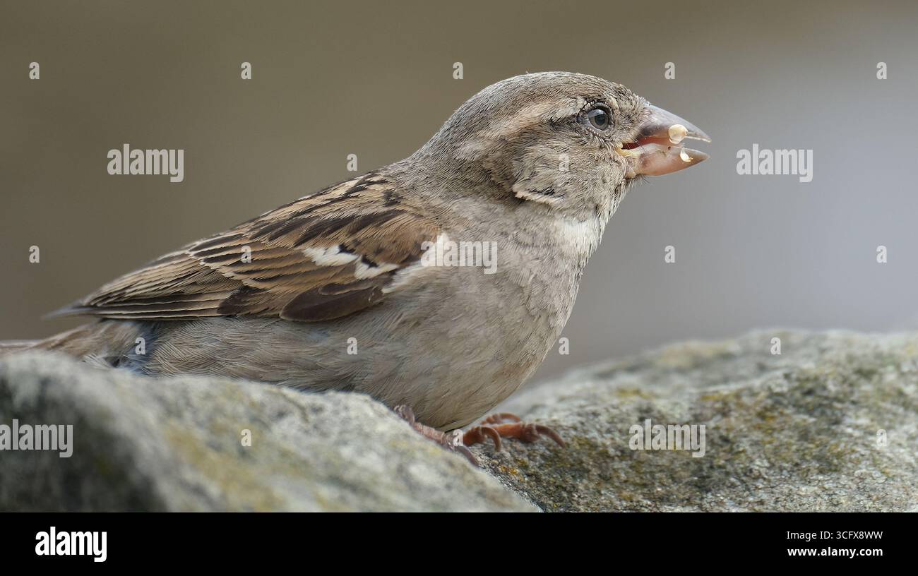 Der Hausspatz ist ein Vogel der Spatzenfamilie Passeridae, die in den meisten Teilen der Welt zu finden ist. Es handelt sich um einen kleinen Vogel mit einer typischen Länge von 16 cm Stockfoto