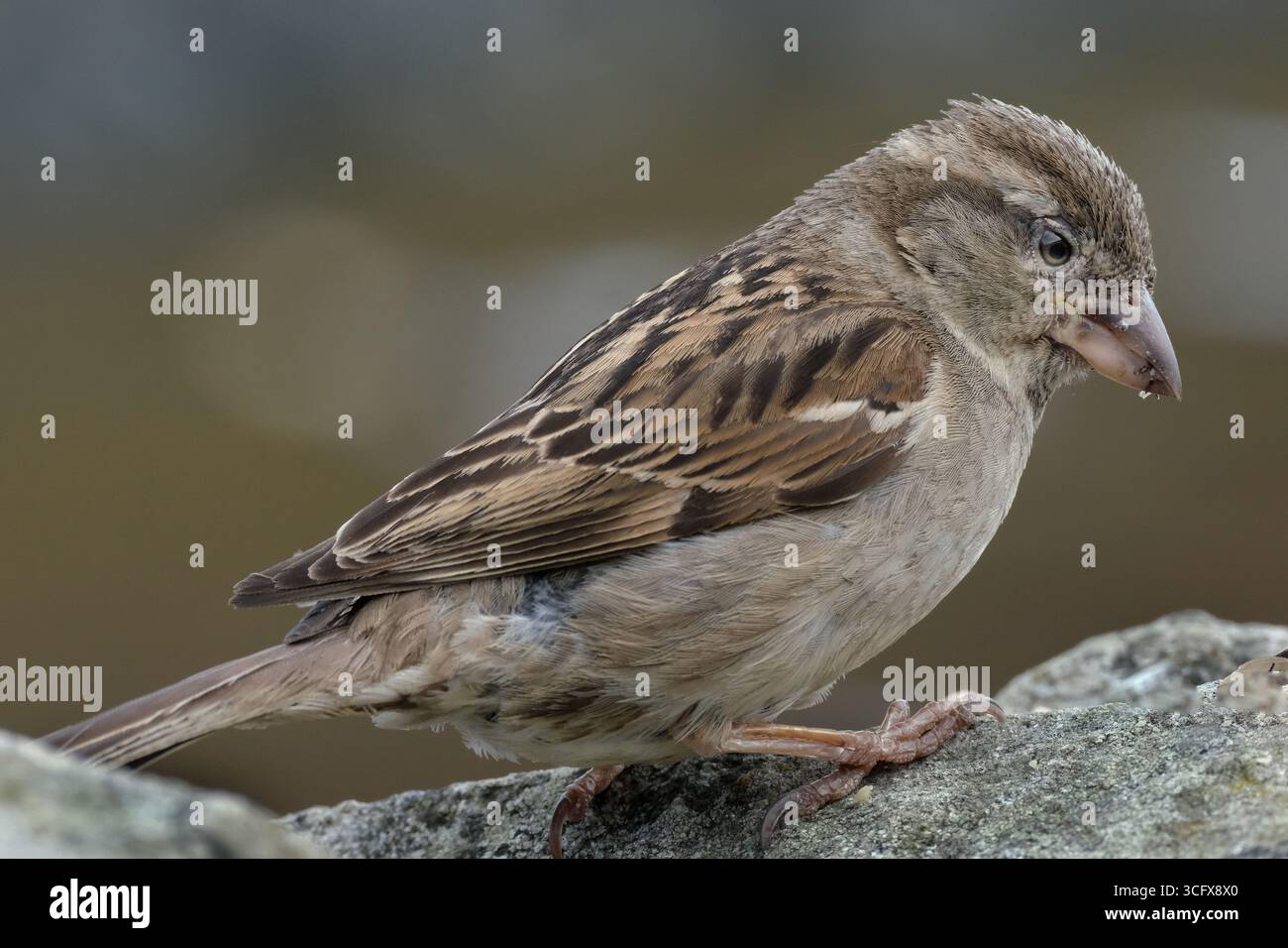 Der Hausspatz ist ein Vogel der Spatzenfamilie Passeridae, die in den meisten Teilen der Welt zu finden ist. Es handelt sich um einen kleinen Vogel mit einer typischen Länge von 16 cm Stockfoto