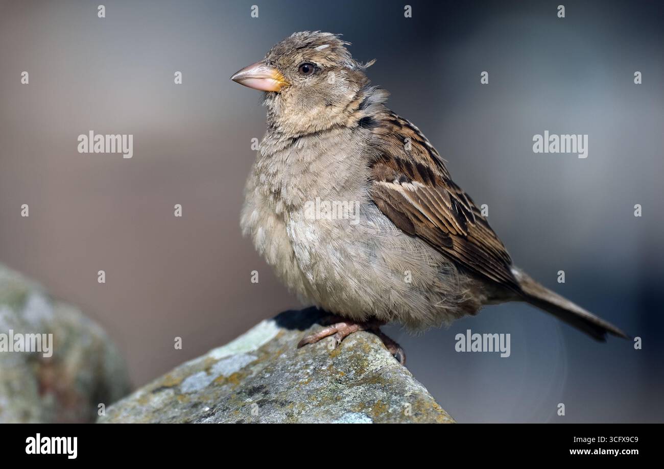 Der Hausspatz ist ein Vogel der Spatzenfamilie Passeridae, die in den meisten Teilen der Welt zu finden ist. Es handelt sich um einen kleinen Vogel mit einer typischen Länge von 16 cm Stockfoto