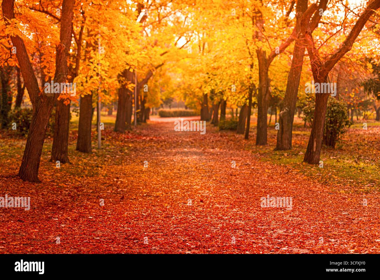Orange und rote Herbstblätter, natürlicher Herbst-Hintergrund im Park Stockfoto