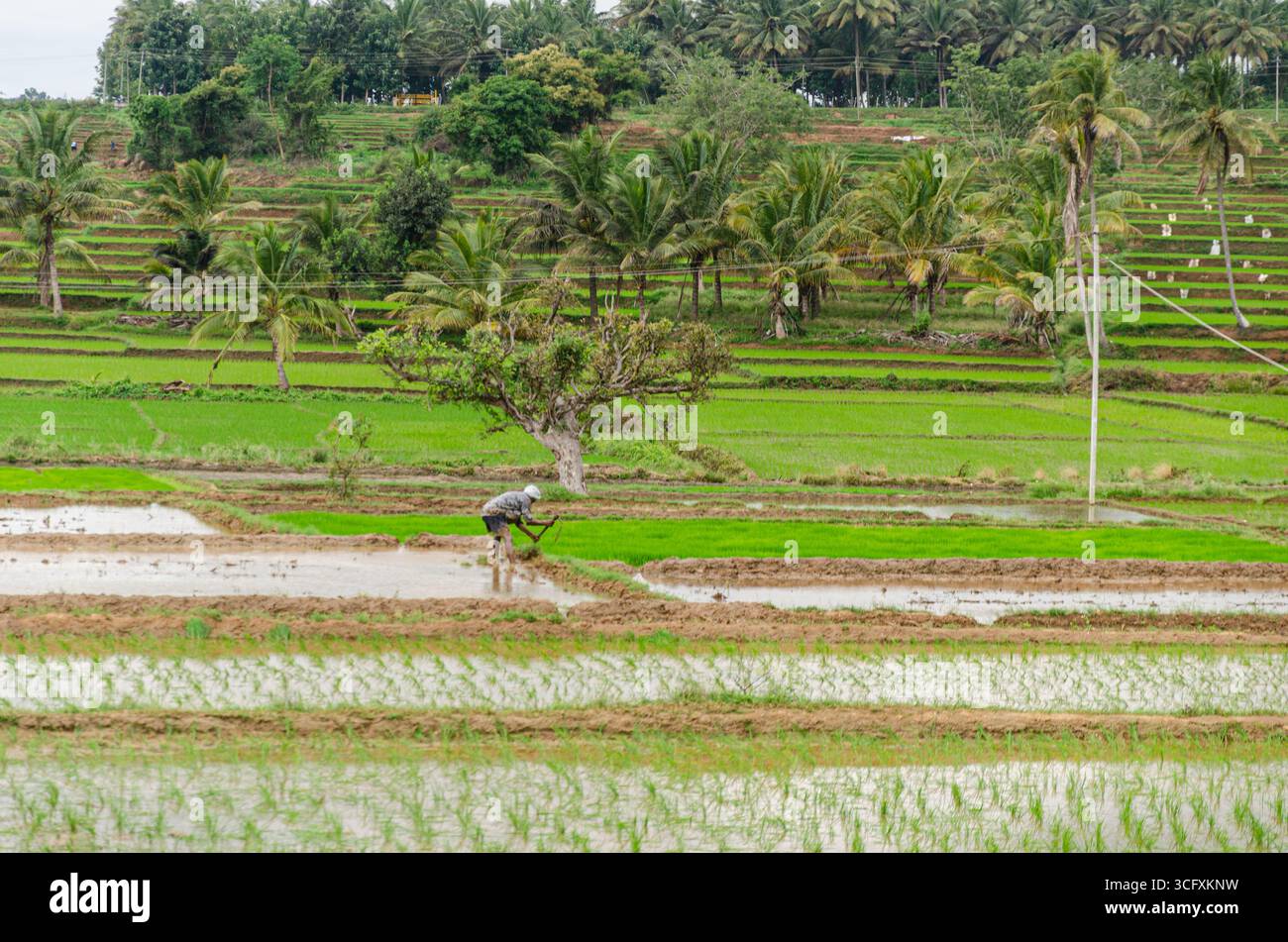 Die traditionelle Art des Pflügens von Bullen und des manuellen Reisanbaus im ländlichen Indien Stockfoto