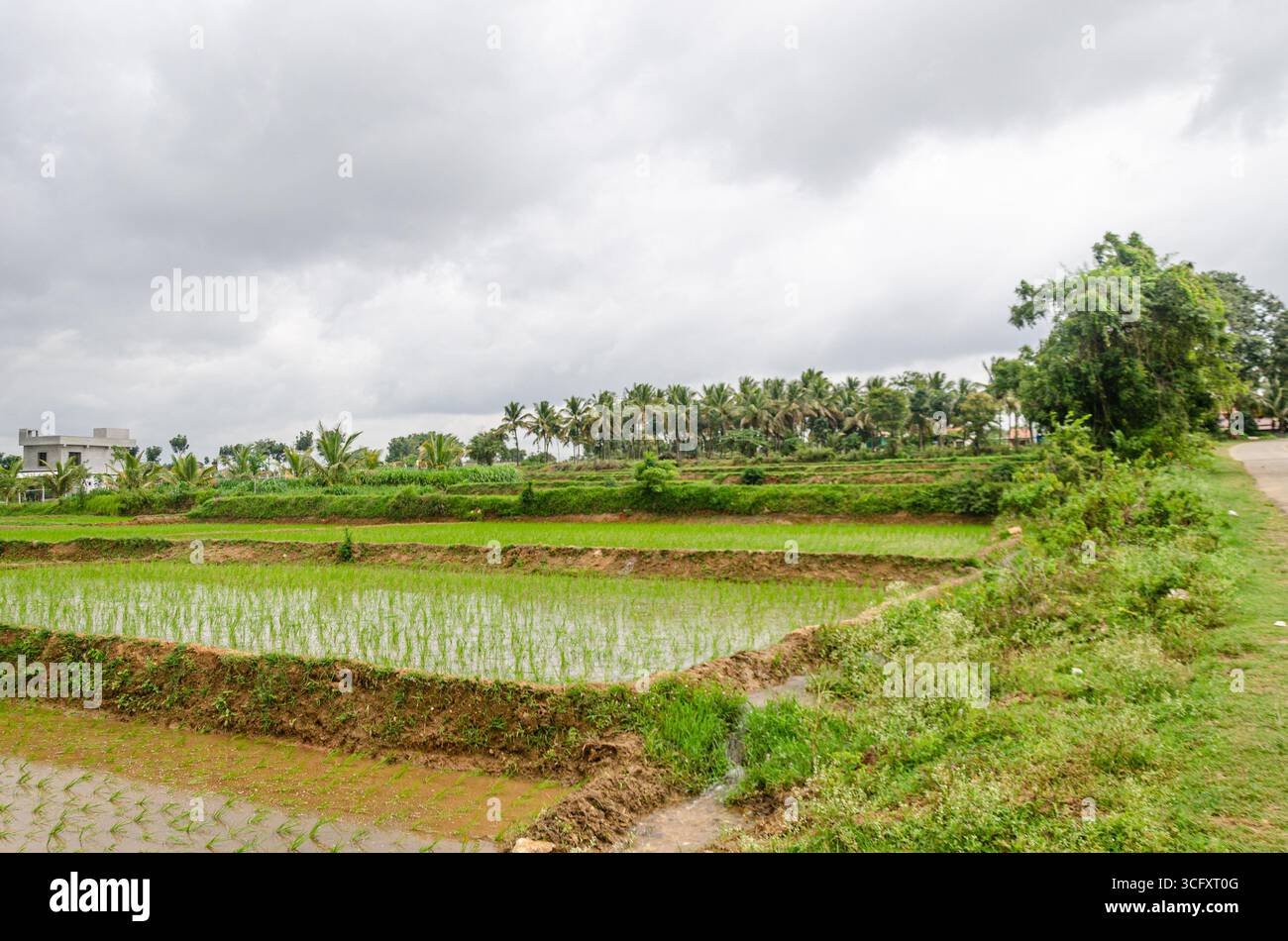 Die traditionelle Art des manuellen Reisanbaus im ländlichen Karnataka, Indien Stockfoto