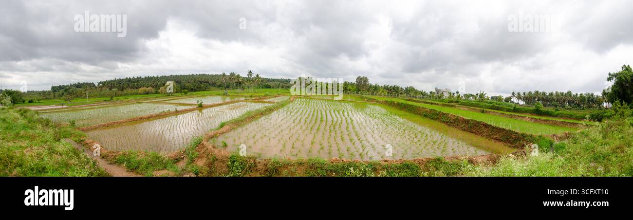 Die traditionelle Art des Pflügens von Bullen und des manuellen Reisanbaus im ländlichen Indien Stockfoto