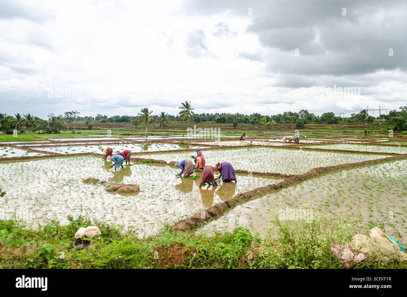 Die traditionelle Art des Pflügens von Bullen und des manuellen Reisanbaus im ländlichen Indien Stockfoto