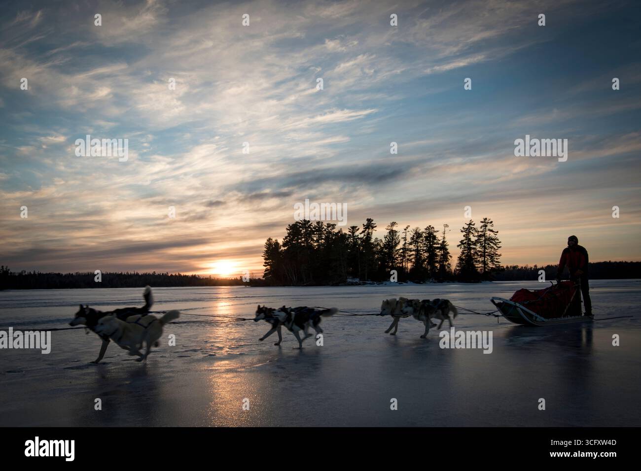 Team von Schlittenhunden, die auf dem gefrorenen See im Norden von Minnesota, USA, unterwegs sind Stockfoto