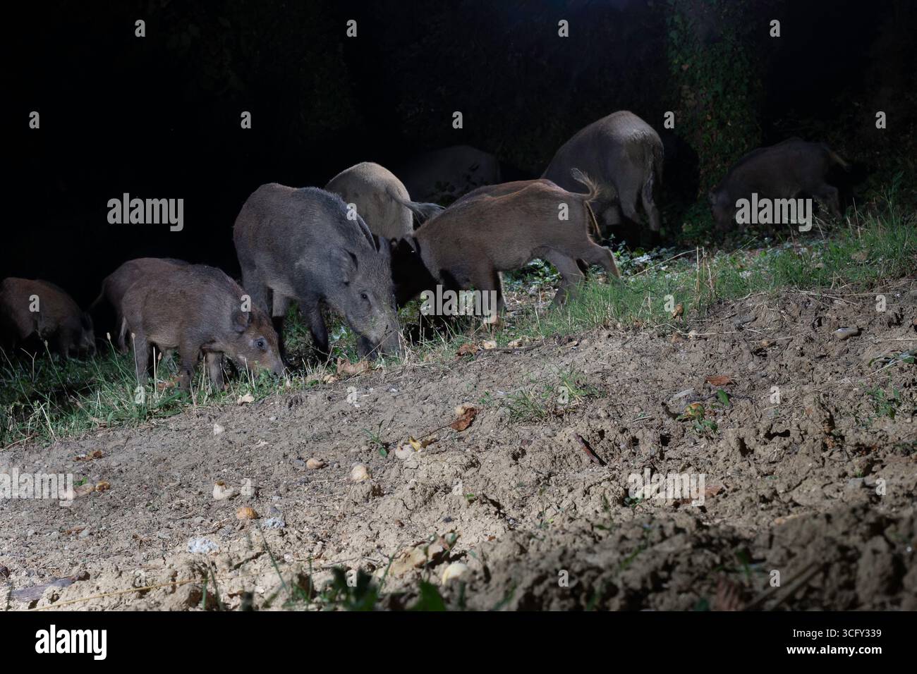 Wildschweine fressen nachts im Wald Stockfoto