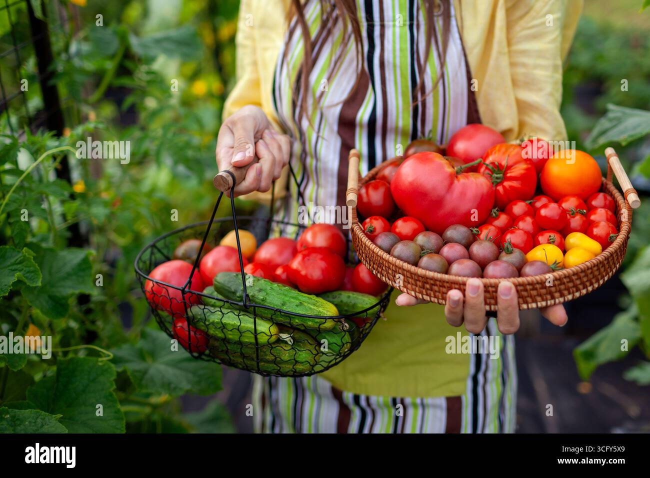 Tomatengurkenernte. Nahaufnahme von reifem Gemüse in den Händen des Bauern. Gärtner hält Korb und Tablett mit herbstlicher Ernte unter Hochbeeten. Stockfoto