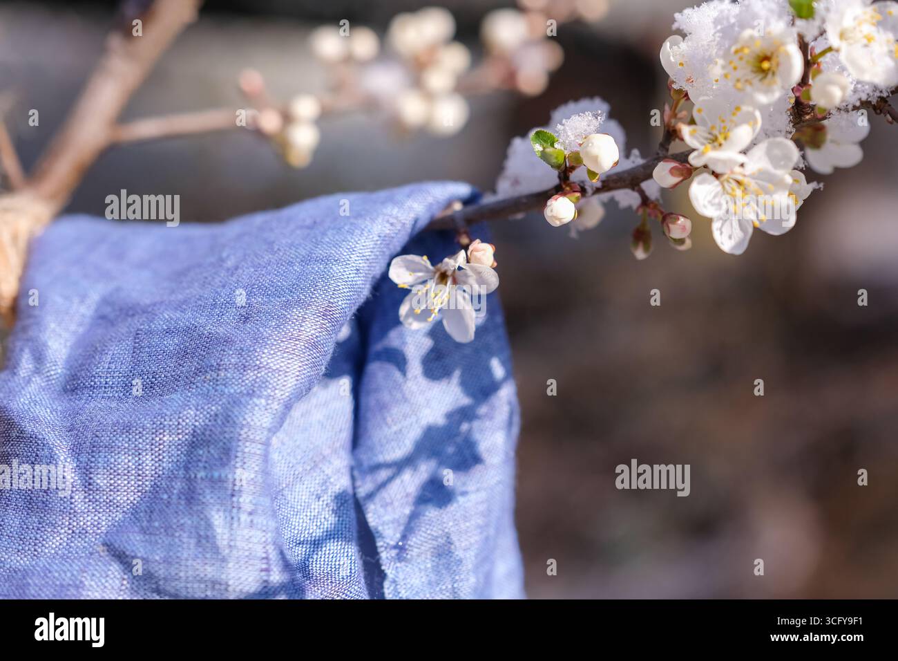 Blaues Leinenstoff auf dem blühenden Zweig mit Schnee. Sonnenlicht Schatten. Naturfaser Mode. Kopierbereich. Stockfoto