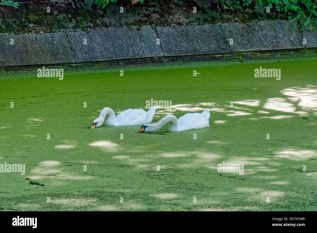 Grünalgen am Landwehrkanal, Schwäne, Berlin, Stockfoto