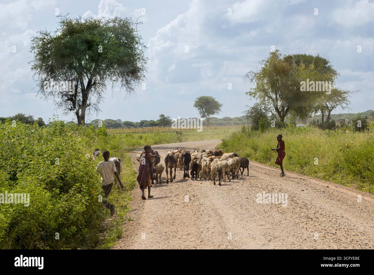 Auf einem hellen Feldweg bewegen Hirten eine geballte Herde, während Straßendickicht und überragende Akazien im warmen Nachmittagslicht weichen Schatten spenden. Stockfoto