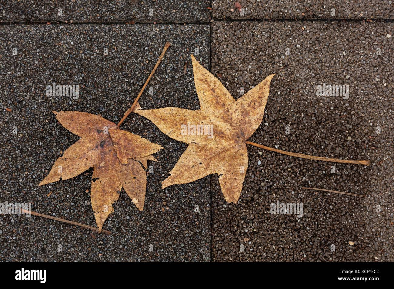 Draufsicht zwei getrocknete, sternförmige, braune Blätter liegen nebeneinander auf grobem Blockpflaster und halten Herbstherbst in minimalistischem Stil fest. Stockfoto