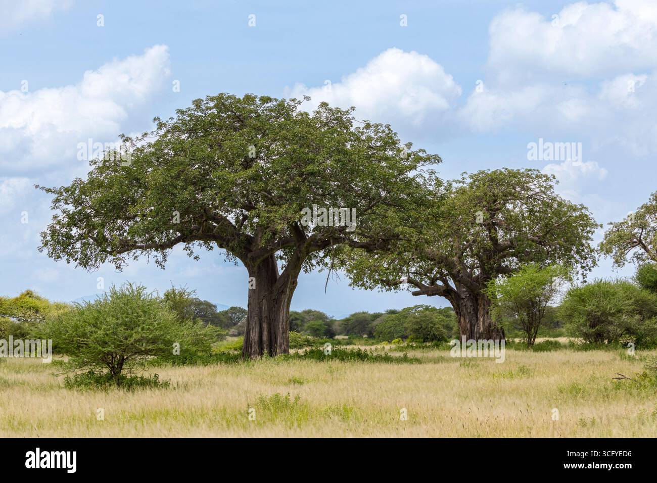Antike Baobabs verankern die offene Ebene, dunkle Rinde steigt zu üppigen Baumkronen, während langsame Wolken über Tarangires warmen Horizont ziehen. Stockfoto