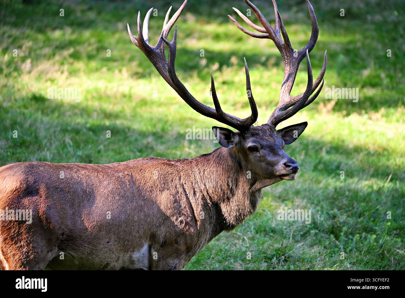 Hirsch im Wald Stockfoto