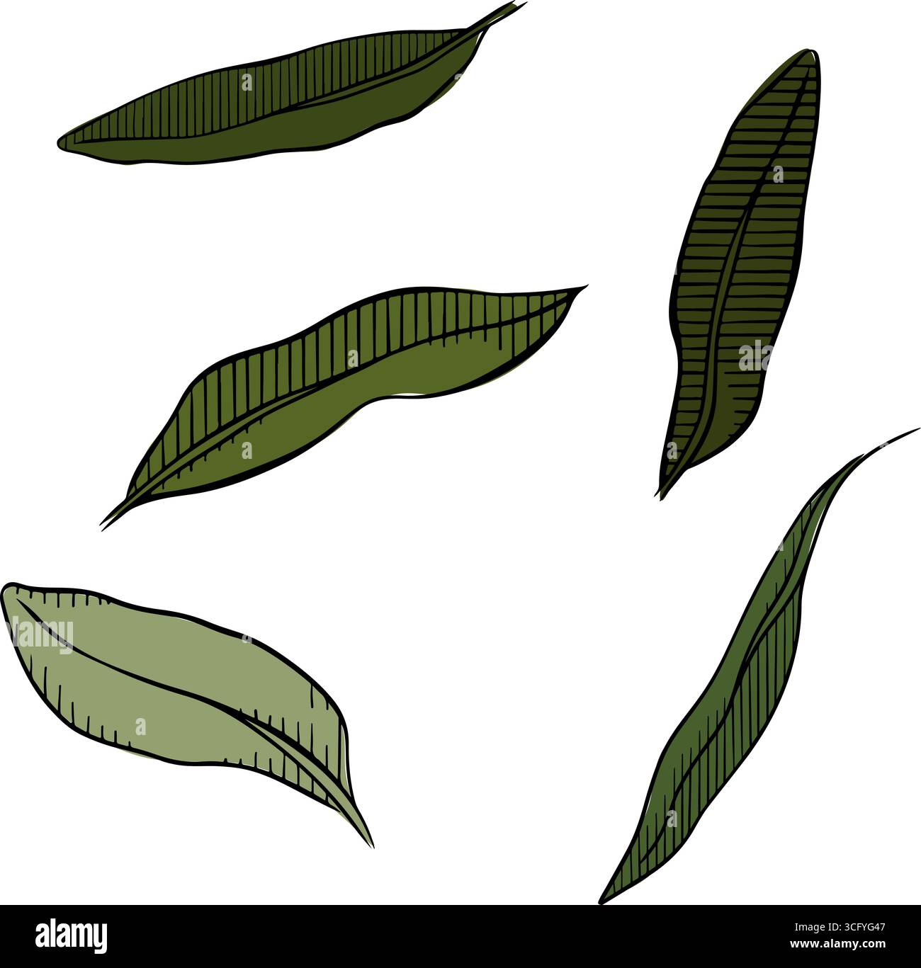 Grüne Blätter Olivenblatt Set Set isolierte farbige Elemente Set. Abbildung der grafischen Vektorfarbe. Botanische Sammlung, geeignet für Hochzeitseinladungen, sa Stock Vektor