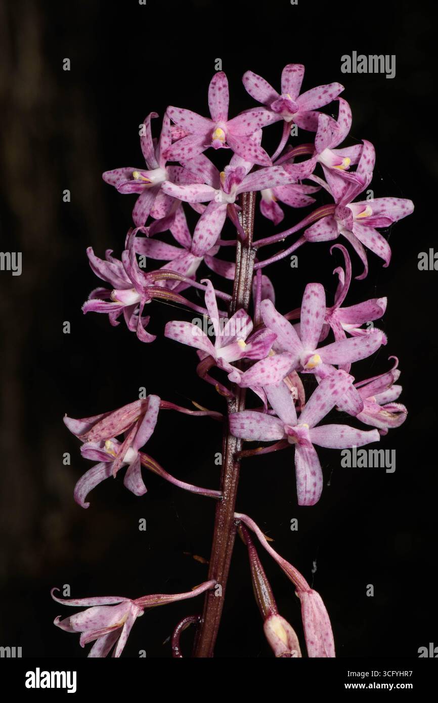 Rosige Hyazinthen-Orchideenfloreszenz. Stockfoto