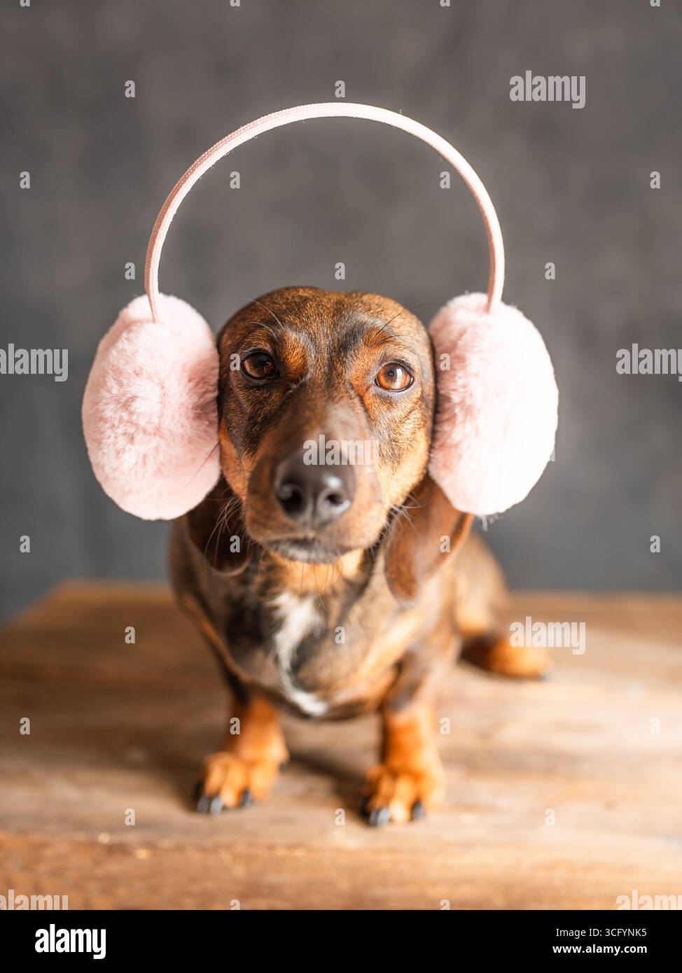 100. Verspielter Dackel mit flauschigen rosa Ohrenschützern auf Holzoberfläche, die einen charmanten Ausdruck und eine einladende Atmosphäre in einer gemütlichen Innenumgebung zeigen Stockfoto