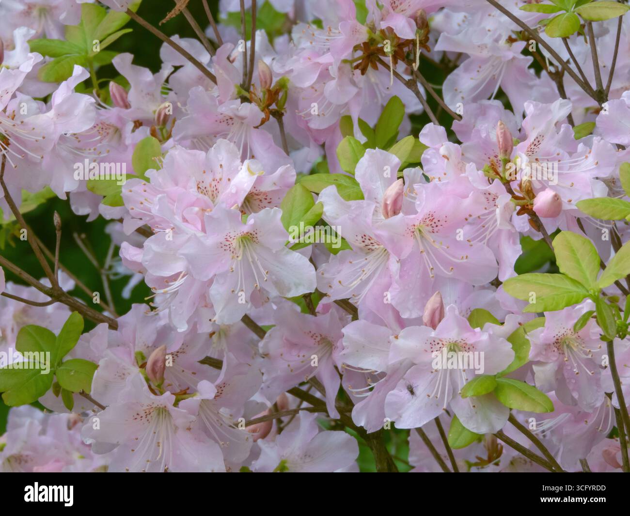 Blassrosa königliche Azaleen Blüten in Frühlingsblüte. Zarte Blütenblätter und weiche Pastelltöne, perfekt für botanische und florale Hintergründe. Rhododendron schl Stockfoto
