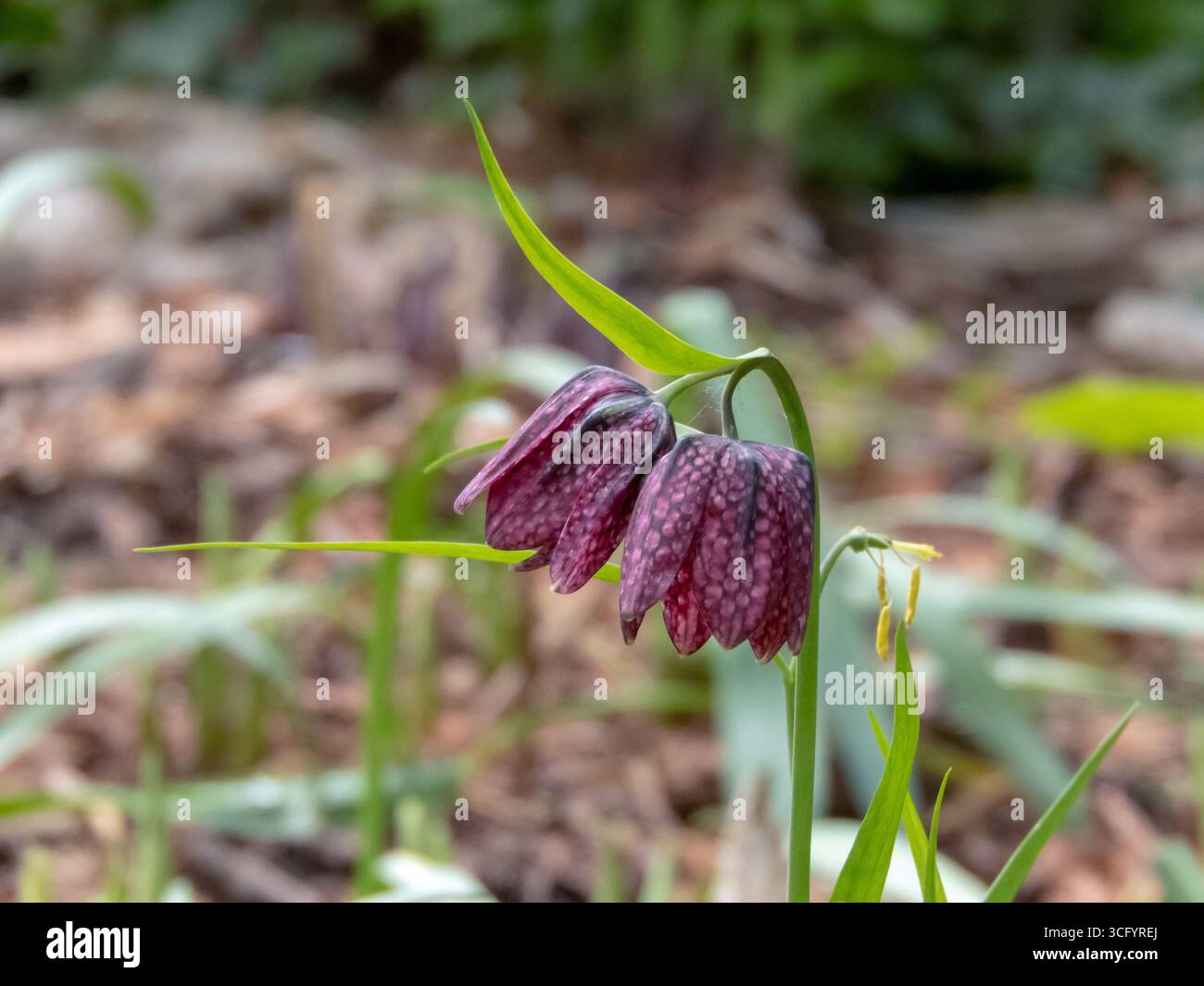 Zwei violette Fritillaria meleagris-Blüten mit markanten karierten Blüten. Elegante Frühlingswildblumen, bekannt als Schlangenkopf Fritillary oder Schach Flowe Stockfoto