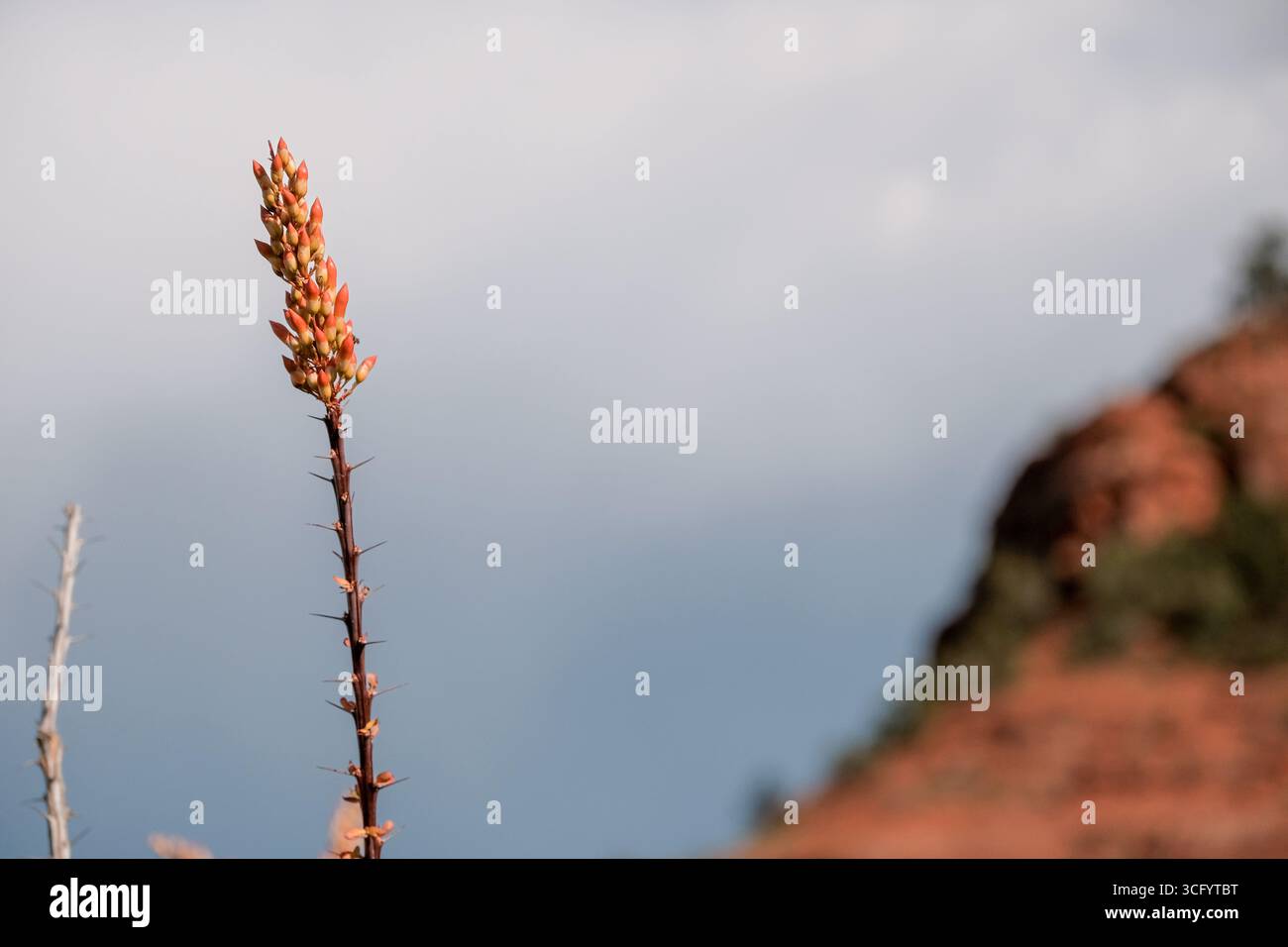 Blühender Ocotillo und entfernte rote Felsen von Sedona, Arizona Stockfoto