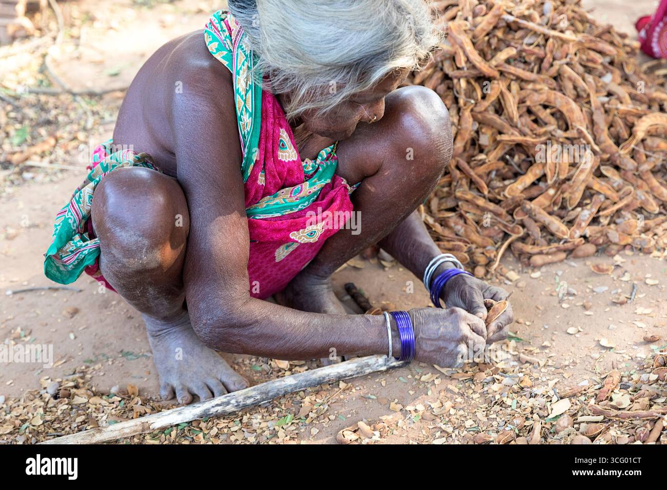 Frau, die mit Johannisbrotfrüchten (Ceratonia siliqua) in einem Garten in einem abgelegenen Dorf in orissa in indien arbeitet, Stockfoto