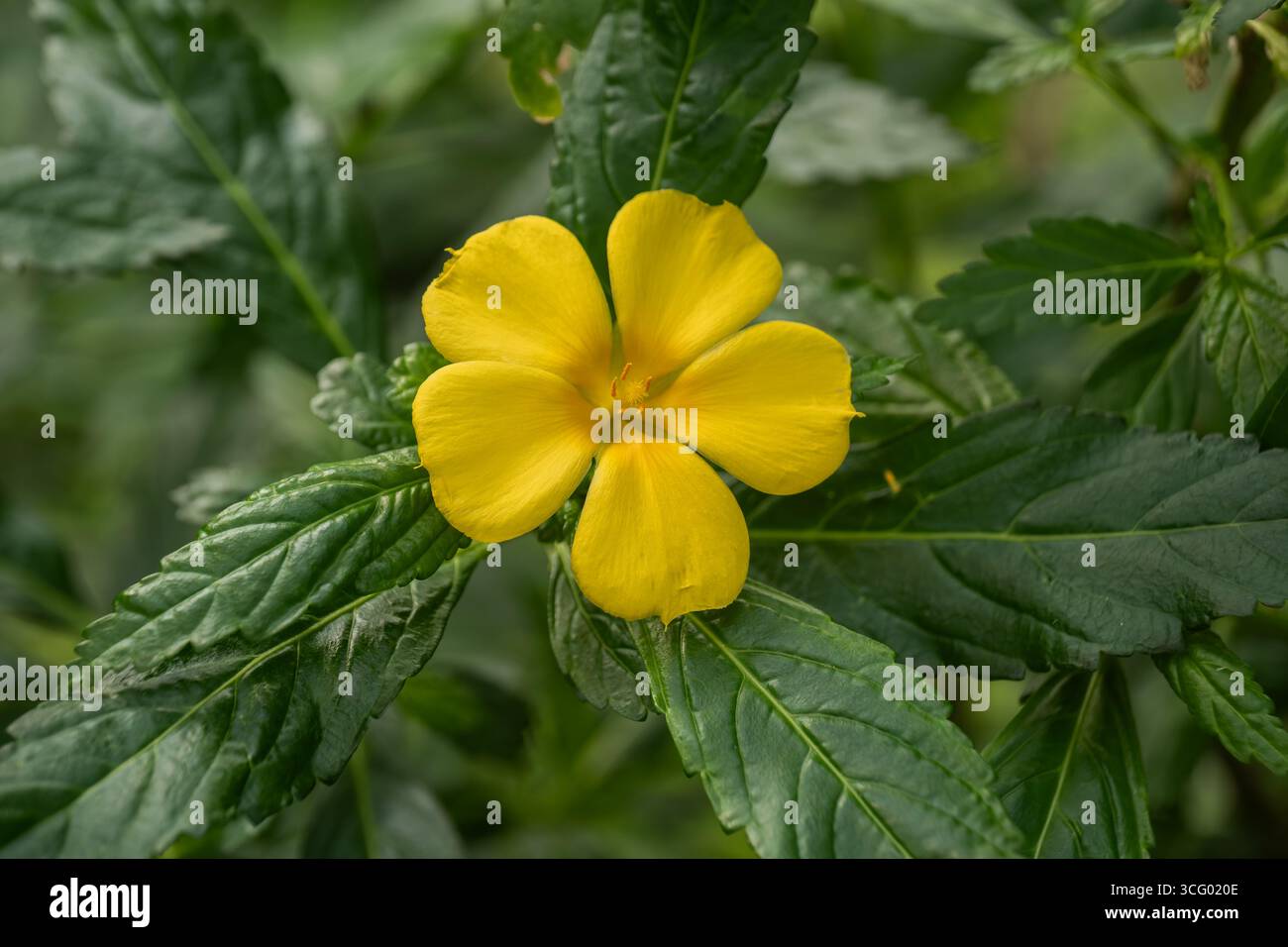 Turnera ulmifolia, die Ramgoat dashalong oder gelbe Erle, Pflanze in der Familie der Passifloraceae, die in Mexiko, Zentralamerika, den Westindischen Inseln und beheimatet ist Stockfoto