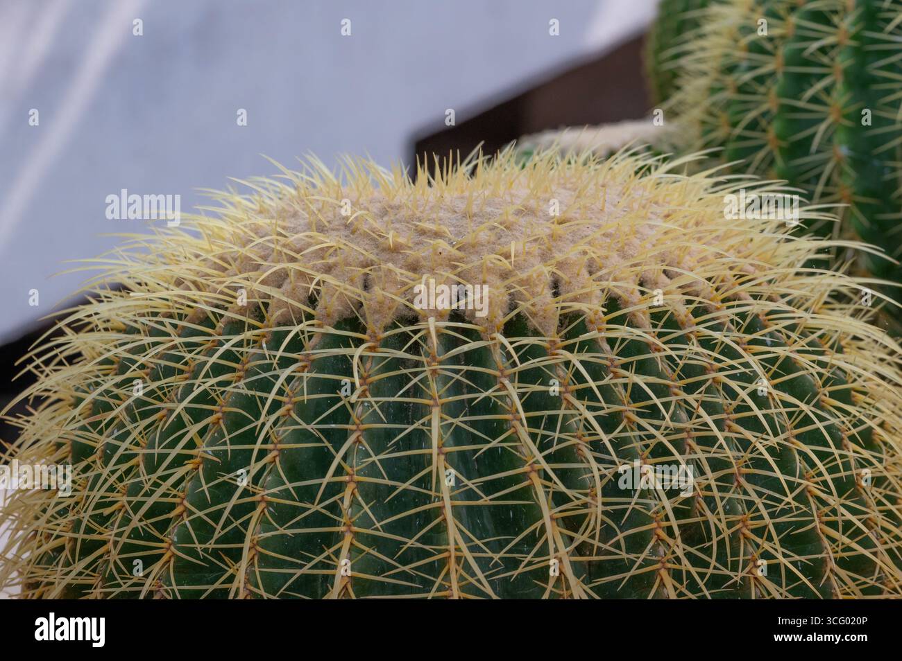 Kroenleinia grusonii, (goldener Fasskaktus, goldener Ball), eine Spezies von Fasskaktus, die in Ost-Zentralmexiko endemisch ist. Botanischer Garten von Rom, Italien Stockfoto