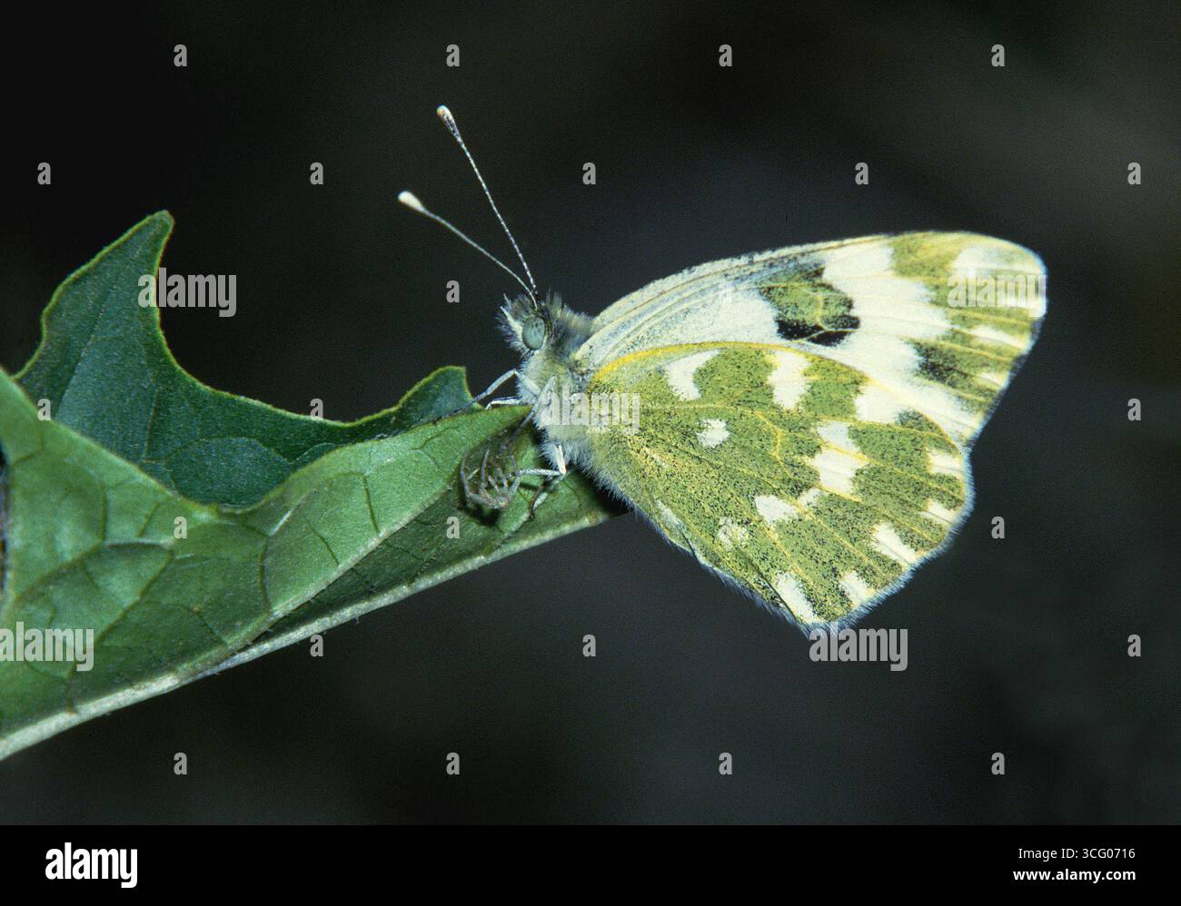 Schmetterlinge, Euchloe Ausonia, östliche Weiße, Schmetterling Stockfoto