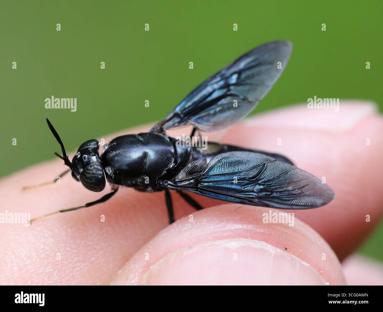 Schwarze Soldatenfliegenart Hermetia erhellt in hoher Auflösung mit extremem Fokus. Stockfoto