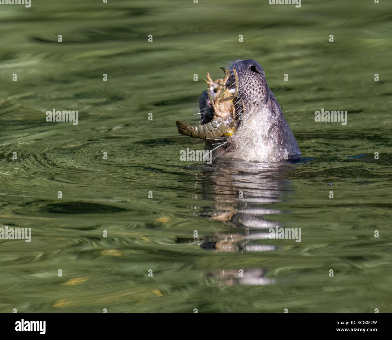 Der Nordamerikanische Flussotter (Lontra canadensis) mit Flusskrebsen ist ein semiaquatisches Säugetier, das in Nordamerika endemisch ist Stockfoto