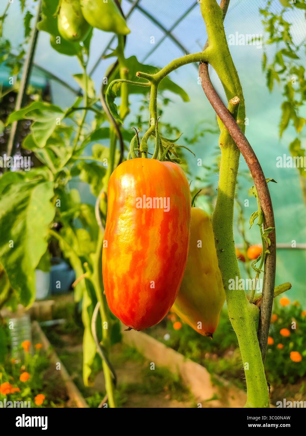 Reifer Paprika hängt an einer grünen Weinrebe in einem Gewächshaus, mit üppigem Laub und lebendigen Blumen, die eine reiche landwirtschaftliche Szene schaffen Stockfoto