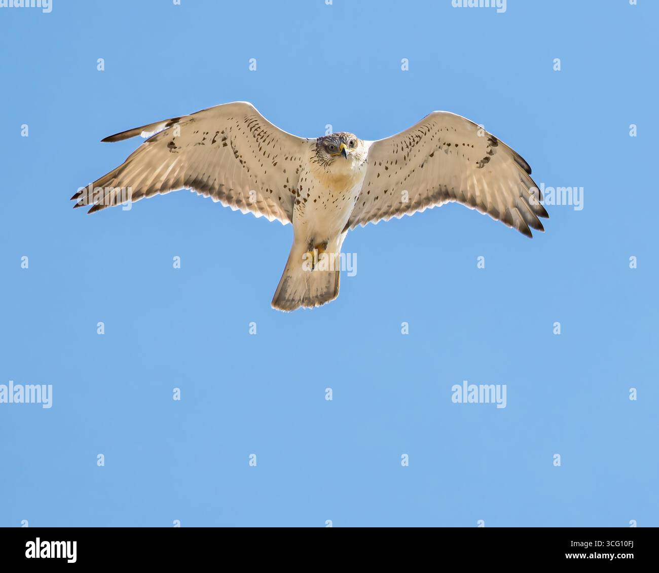 Ein erwachsener Lichtmorph eisenloser Hawk schwebt gegen einen blauen Himmel. Stockfoto