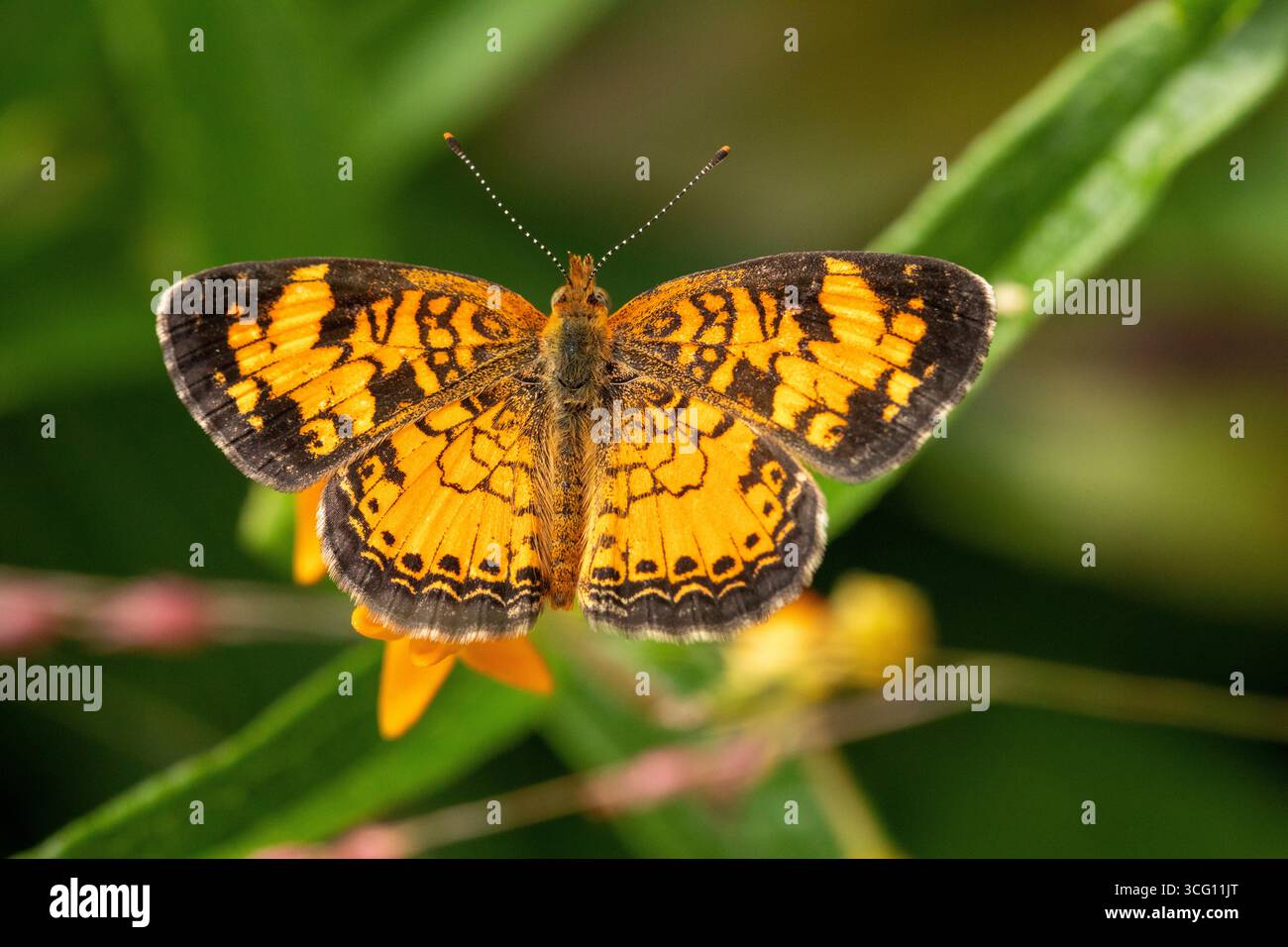 Perlsichel auf Schmetterlingskraut Stockfoto