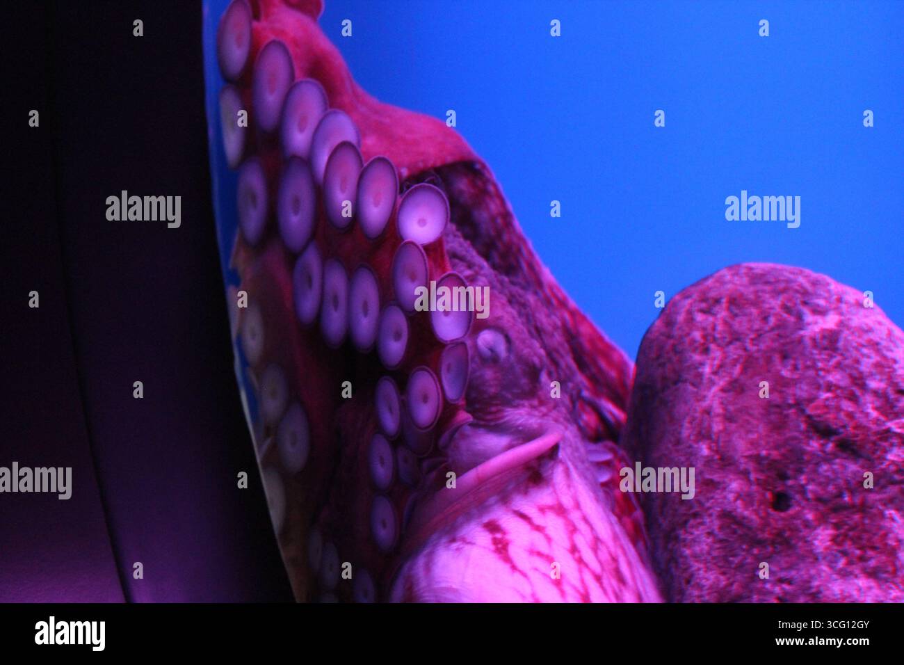 Ein prächtiger Tintenfisch lila Tintenfisch im Aquarium, der im Moskauer Ozeanarium an der Wand befestigt ist Stockfoto