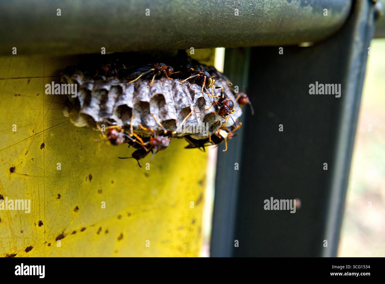 Glatzenhornissen und ein kleines Nest in Pennsylvania Stockfoto