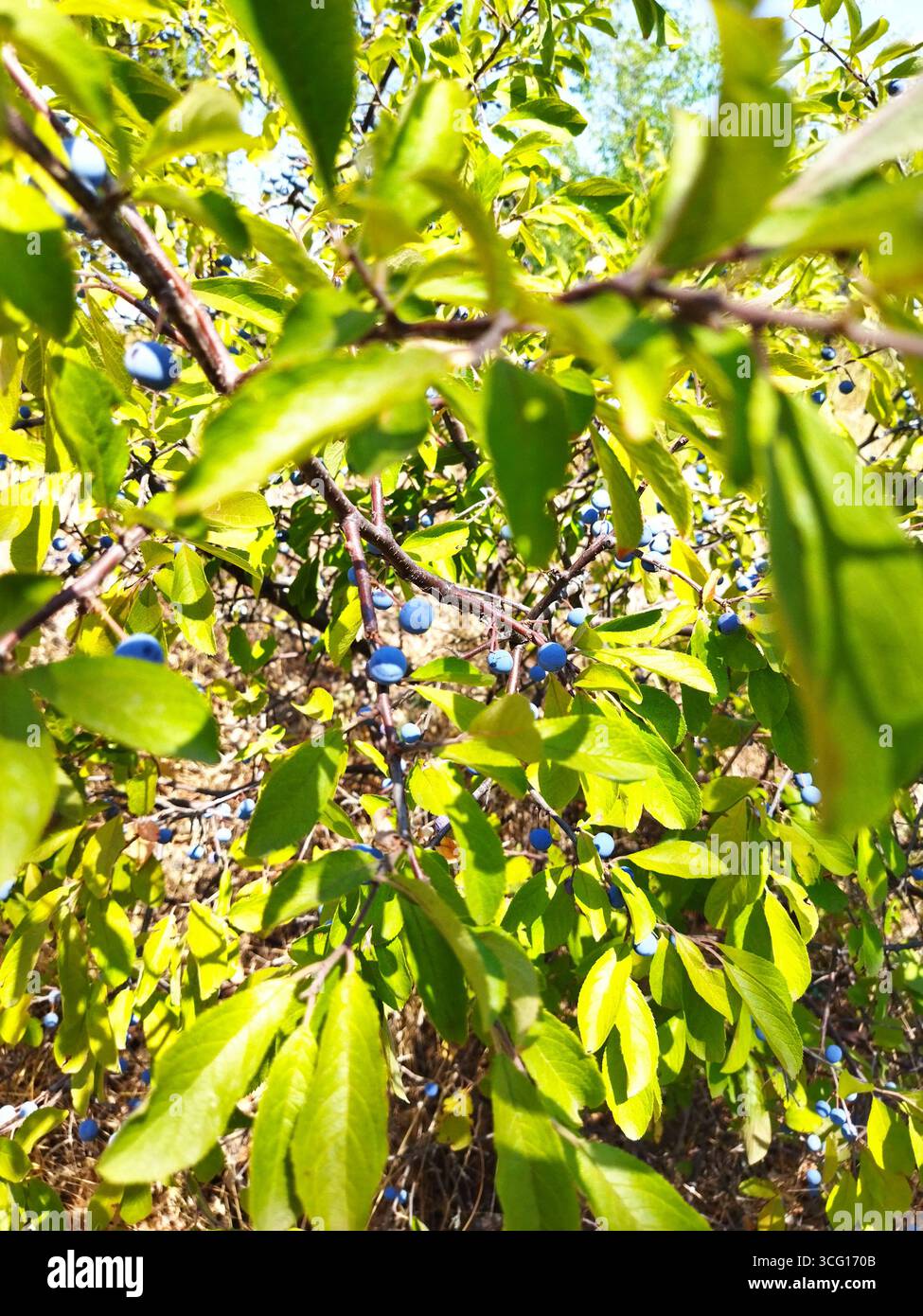 Prunus spinosa Beeren im Sommer. Schlehdorn oder Schlehe bläuliche Früchte wachsen auf dem Baum. Stockfoto