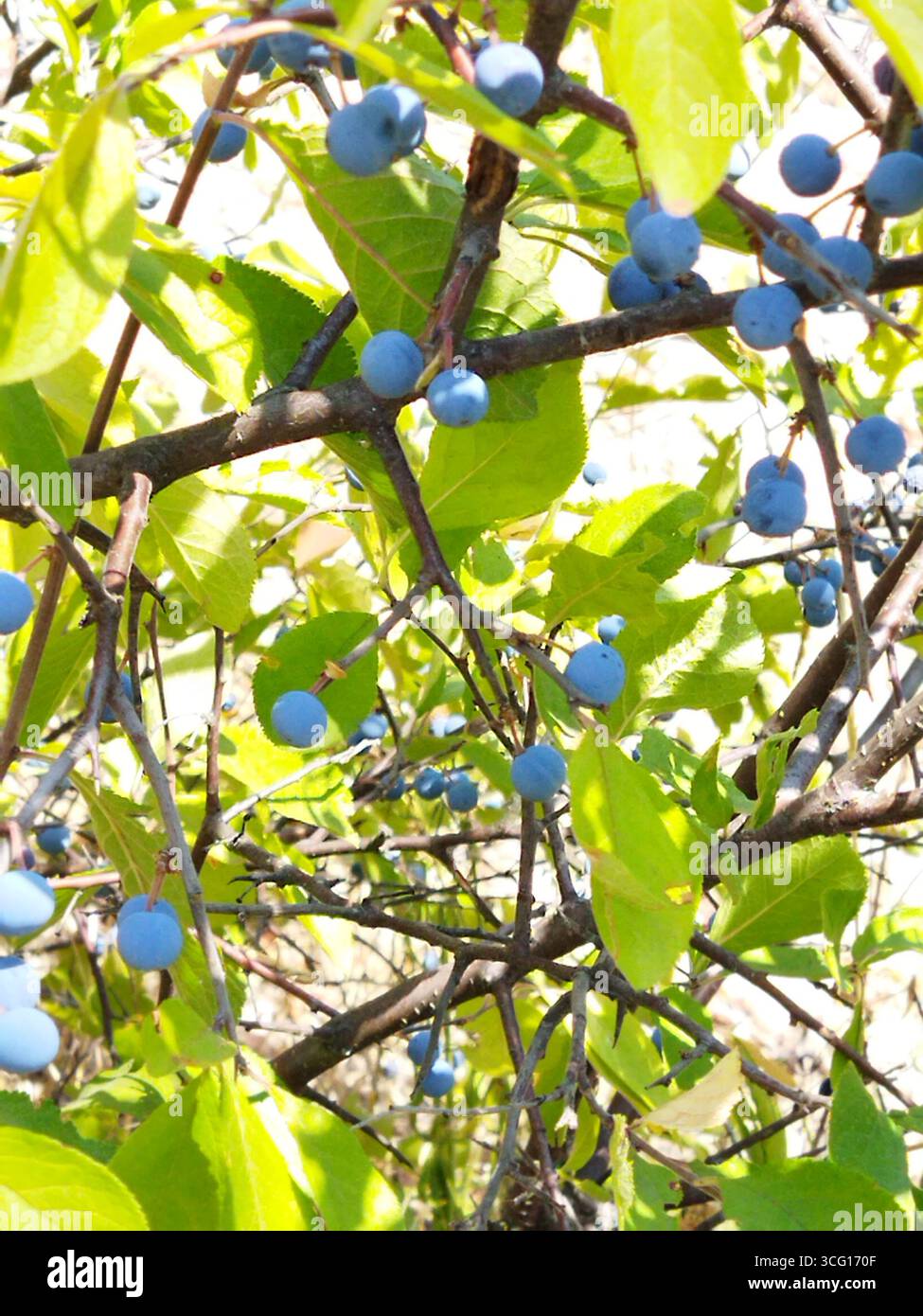 Prunus spinosa Beeren im Sommer. Schlehdorn oder Schlehe bläuliche Früchte wachsen auf dem Baum. Stockfoto
