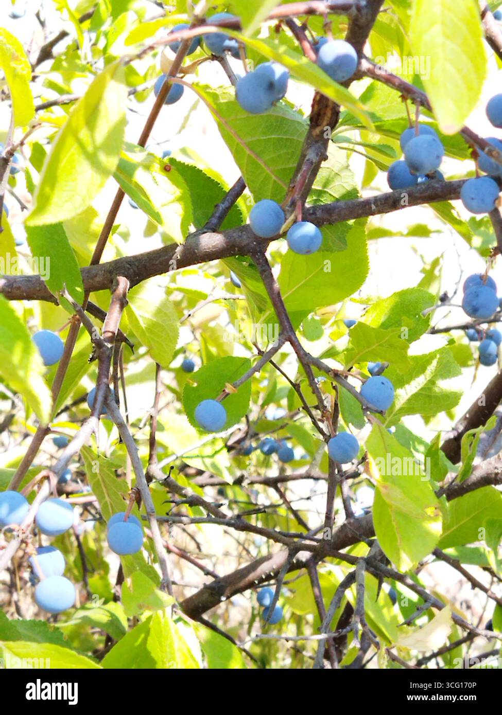 Prunus spinosa Beeren im Sommer. Schlehdorn oder Schlehe bläuliche Früchte wachsen auf dem Baum. Stockfoto