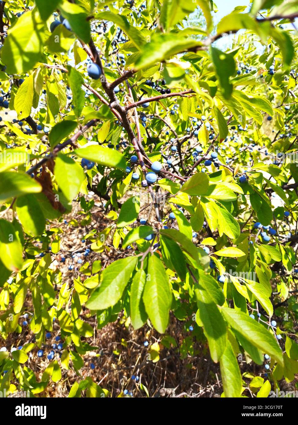 Prunus spinosa Beeren im Sommer. Schlehdorn oder Schlehe bläuliche Früchte wachsen auf dem Baum. Stockfoto