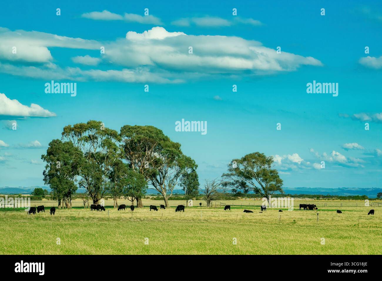 Rinder weiden auf einem grasbewachsenen Feld auf dem Land zwischen Melbourne und Phillips Island in Australien. Stockfoto