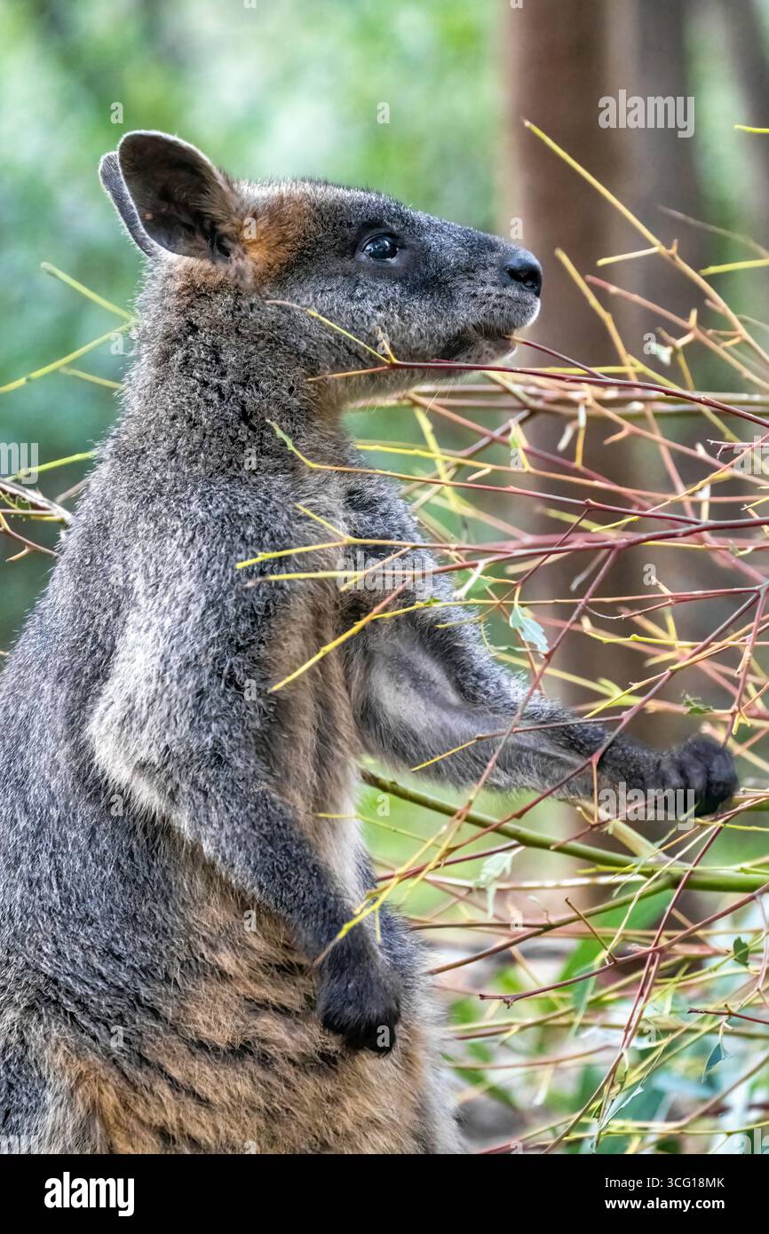 Ein Tauschwallaby, auch bekannt als schwarzes Wallaby, stöbert auf Sträuchern innerhalb des Buschland Escape Koala Conservation Reserve auf Phillips Island, Australien. Stockfoto
