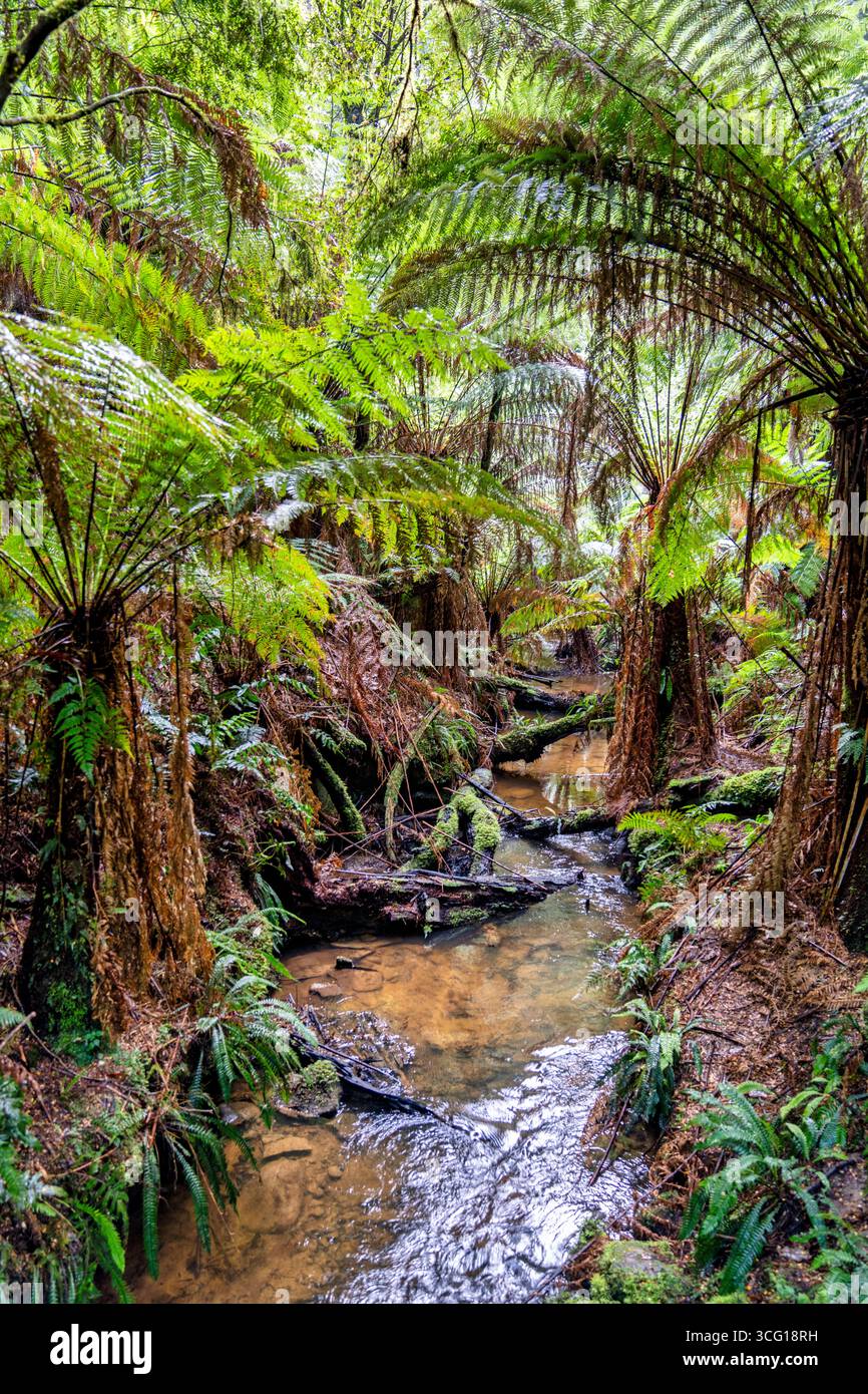 Anne’s Cascade im Melba Gully State Park, heute Teil des Great Otway National Park in Victoria, Australien. Stockfoto