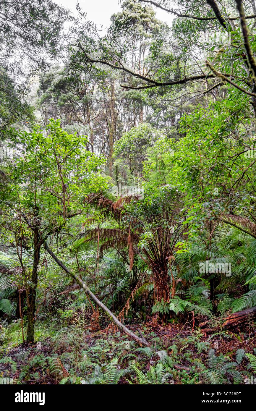 Der üppige Regenwald im Melba Gully State Park ist heute Teil des Great Otway National Park in Victoria, Australien. Stockfoto