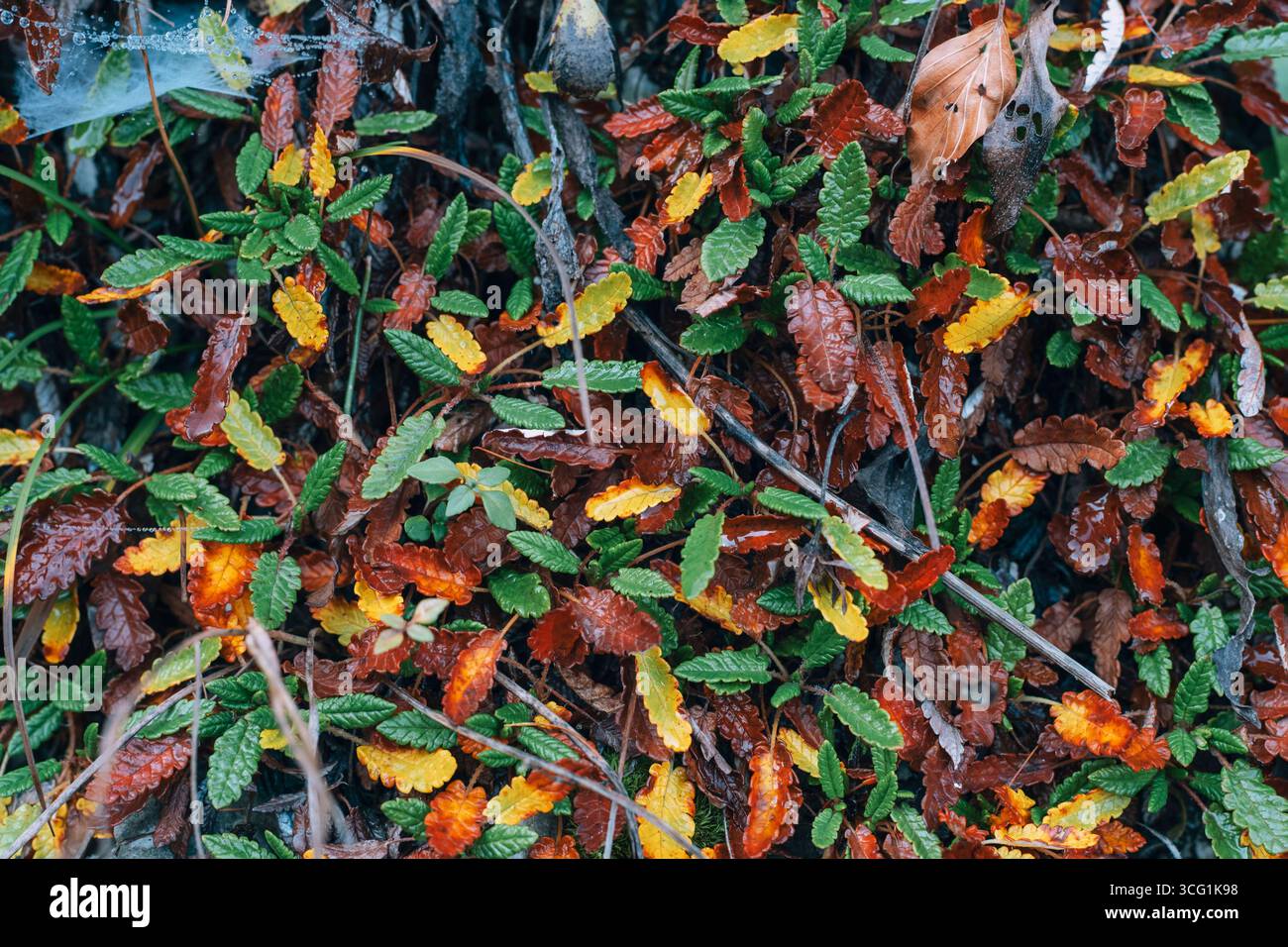 Grüne, gelbe und braune Herbstblätter auf dem Boden. Hintergrund, Textur. Stockfoto