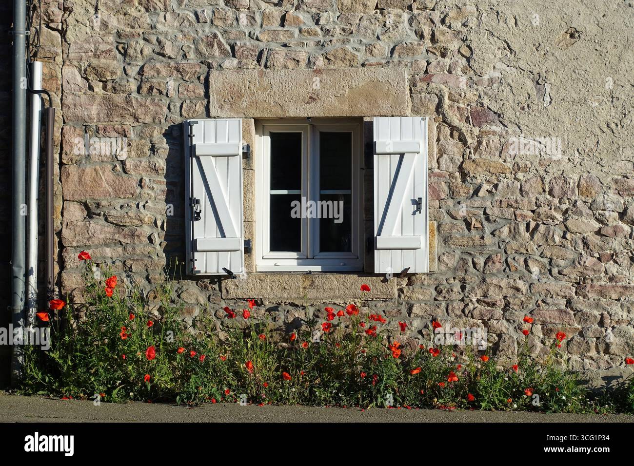 Mohn blüht auf einem Natursteinhaus, Frankreich, Bretagne, Erquy Stockfoto